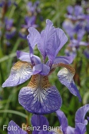 Iris-heinz Baum40 in