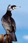 Kormoran1 Klein in