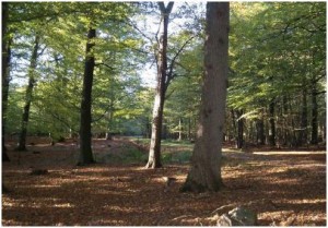 Ostenfeld-300x209 in
