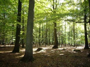 Ostenfeld 2-300x225 in