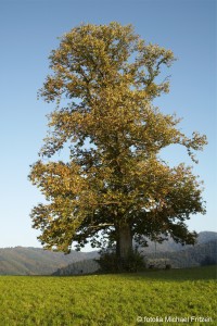 Esskastanie Baum